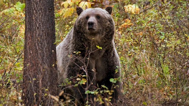 Eleven Injured After Grizzly Bear Attacks Schoolchildren and Teachers in Canada