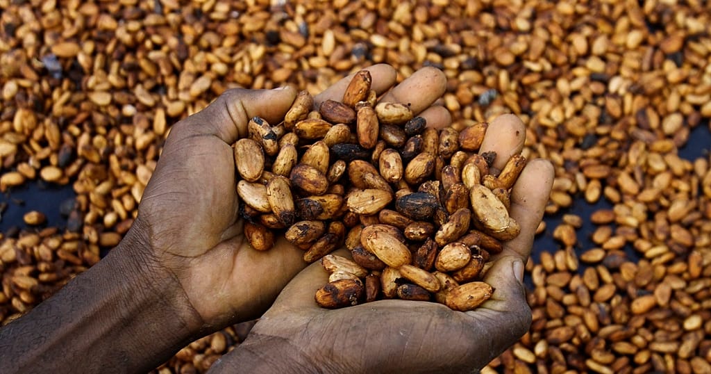 Ghana's Cocoa Sector Faces $750 Million Debt Crisis as Buyers Str Banks and Farmers