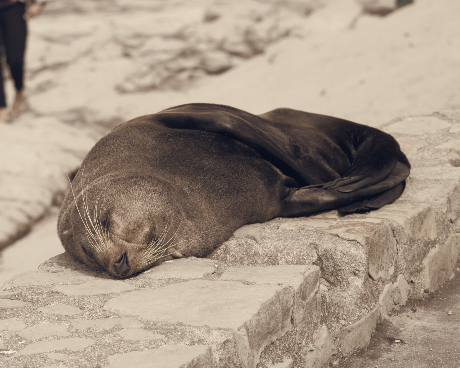 Long-Nosed Fur Seal Death Marks First H5 Mammal Fatality on Australian Mainland