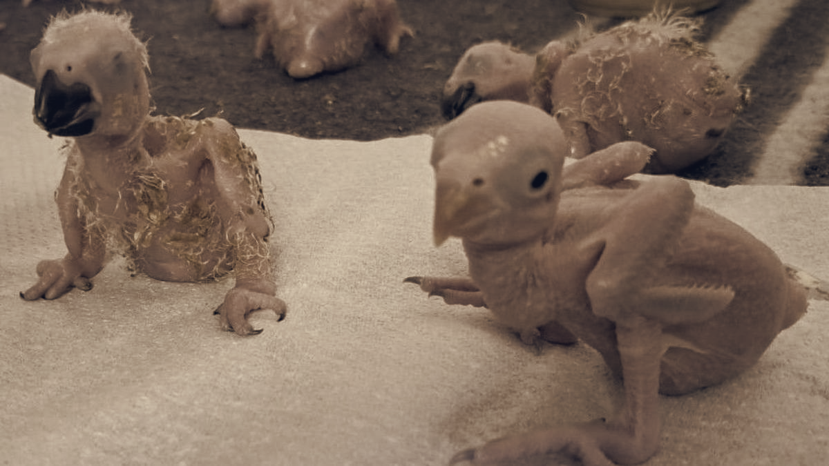 Rescued Parrot Chicks in Intensive Care After Eggs Seized at OR Tambo, Thai Arrested