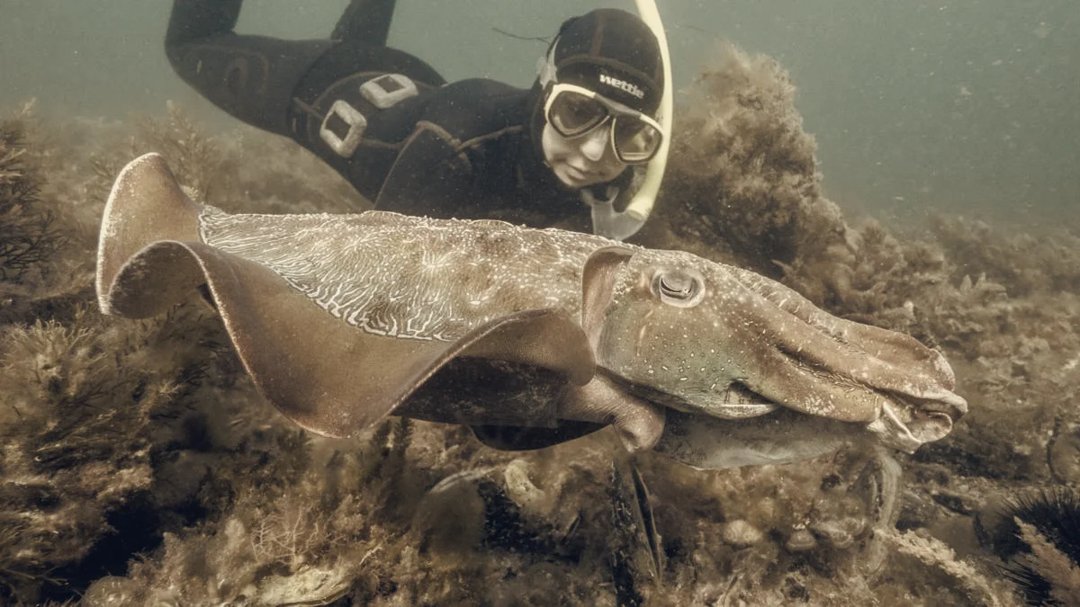 World's Biggest Cuttlefish Mating Event in Australia Falls 97%