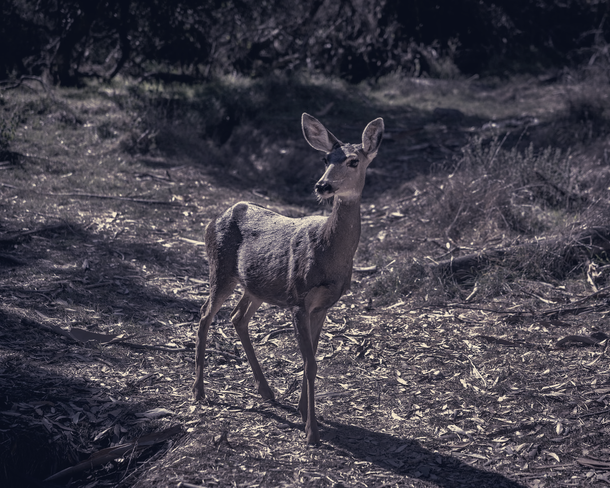 Judge Clears Catalina Conservancy To Cull Nearly All 2,000 Deer
