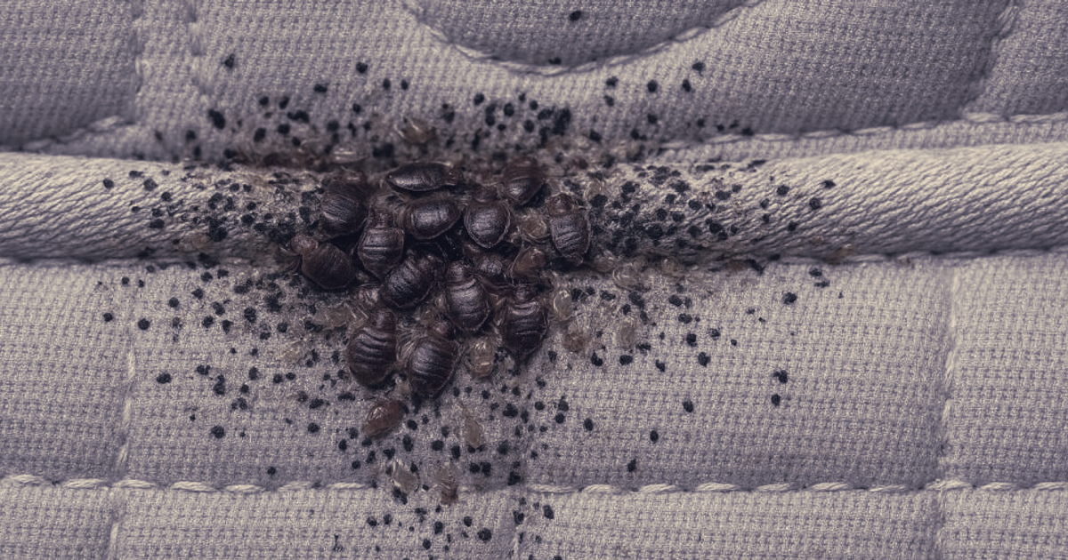 Uganda's Busia Homes Face Bed Bug Outbreak, Residents Demand Help
