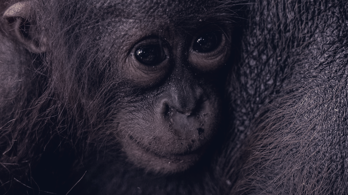 Rescuers Evacuate Mother And Infant Orangutan As West Kalimantan Fires Shrink Forest