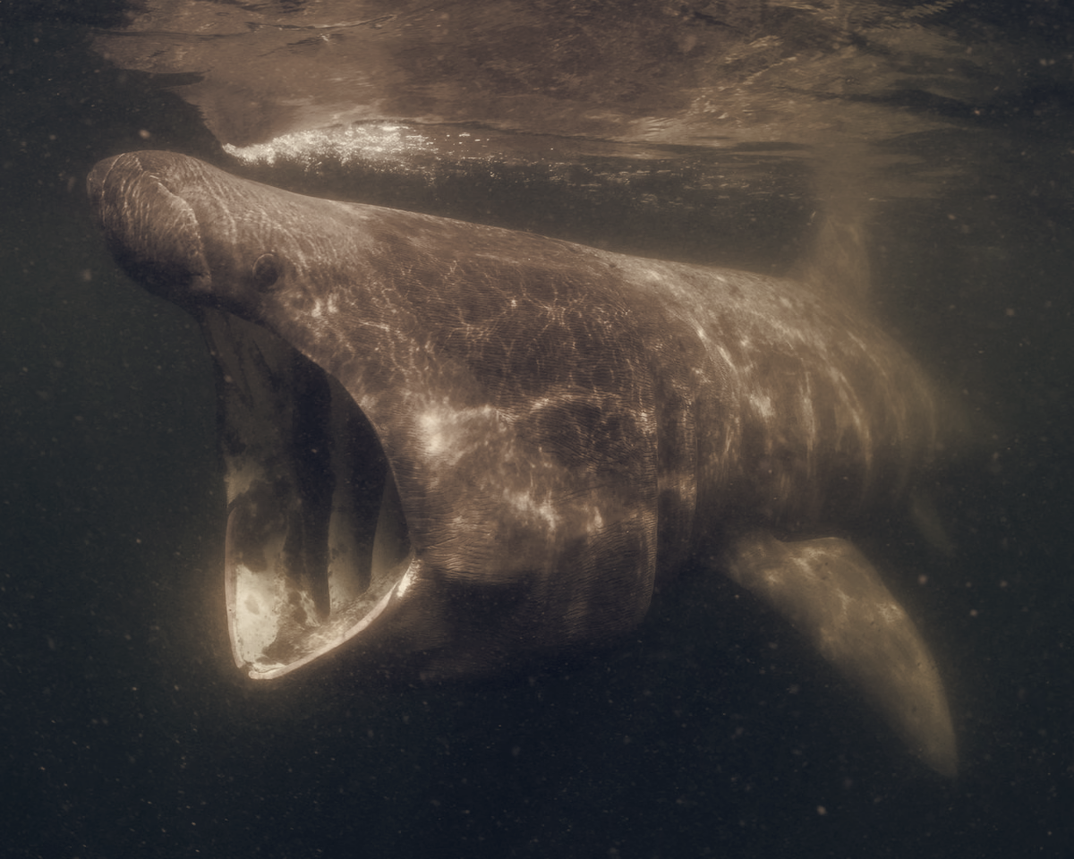 New Documentary Reveals Rich Life Beneath North Sea, Reframes Conservation Debate