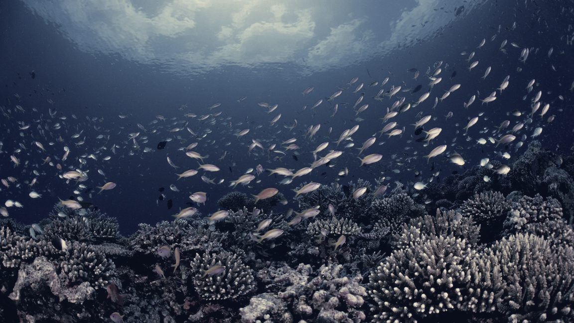 NOAA Aligns With Trump Seafood Order, Threatening Marine Protections