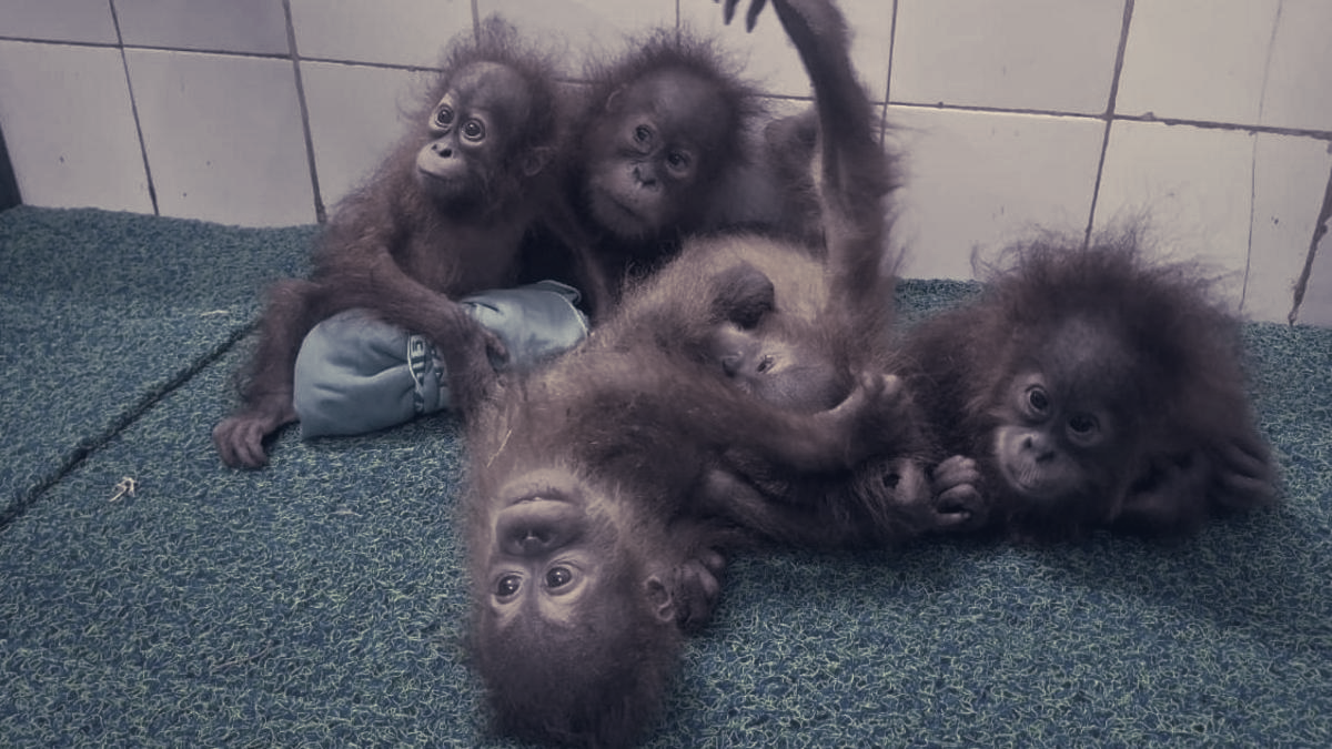 Odisha Launches Trafficking Probe, Redirects Enforcement After Five Baby Orangutans Found