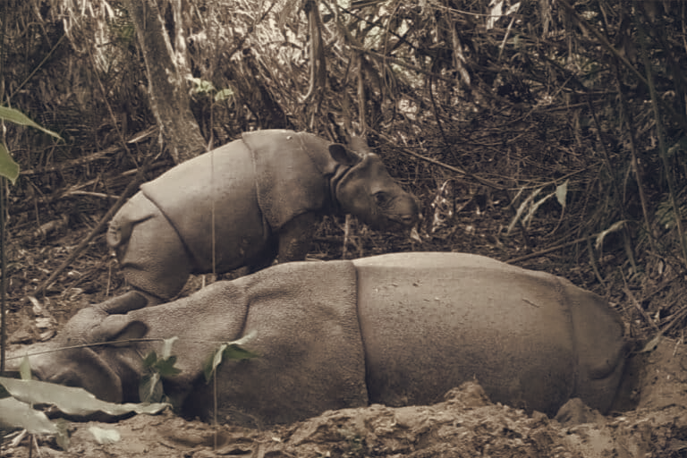 Javan Rhinos Survive Anak Krakatau Eruption, Single Habitat Keeps Species at Risk