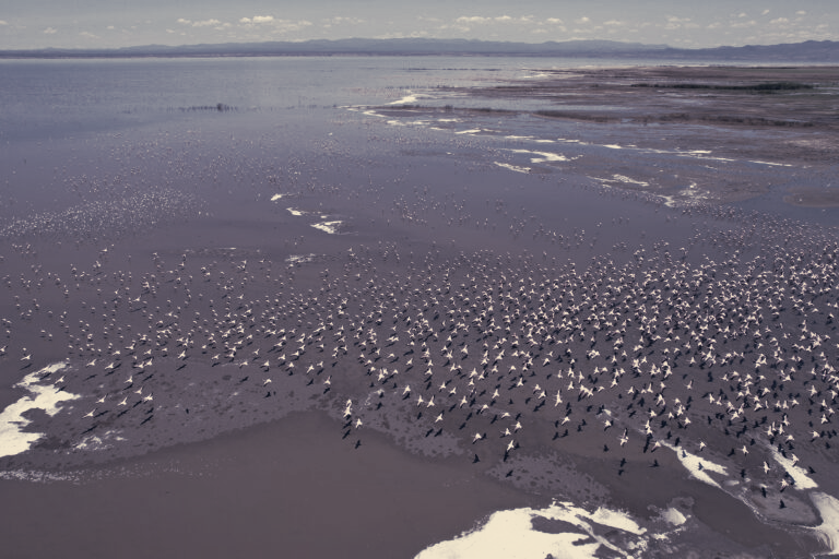 Report Finds Migratory Birds Increasingly at Risk, But Recovery Still Possible