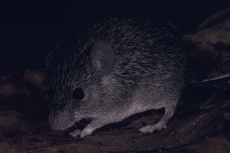 Burnt Coconut Lures Reveal New Endemic Mouse in Sri Lanka's Knuckles Range
