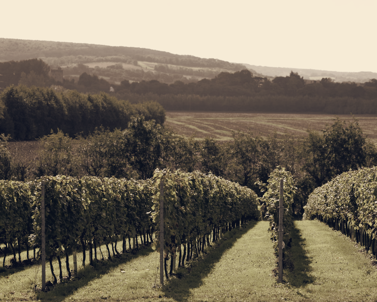 Taittinger Backs Subterranean Winery in Kent, Elevating English Sparkling