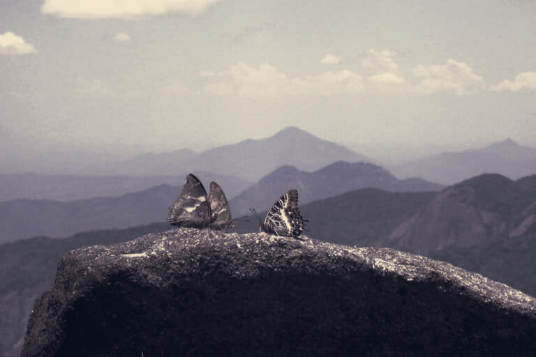 Mozambique Protects Mount Mabu, Hands 9,341-Hectare Forest to Local Stewardship