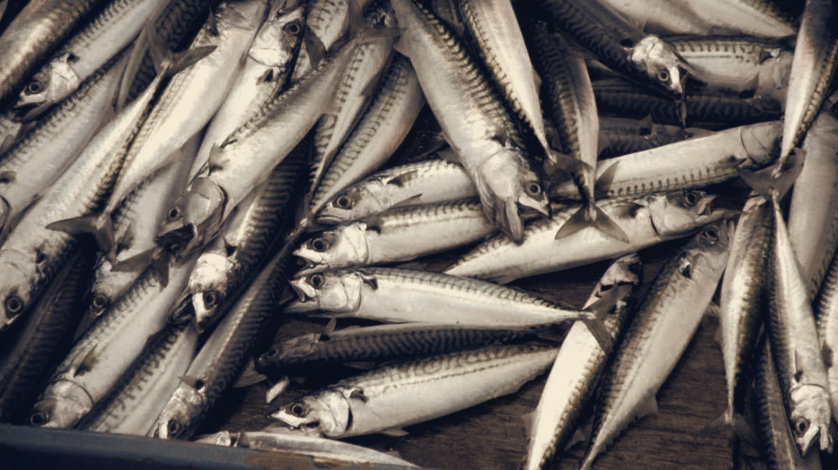 Supermarkets Replace Atlantic Mackerel With Chilean Jack, Shoppers Lose Omega-3