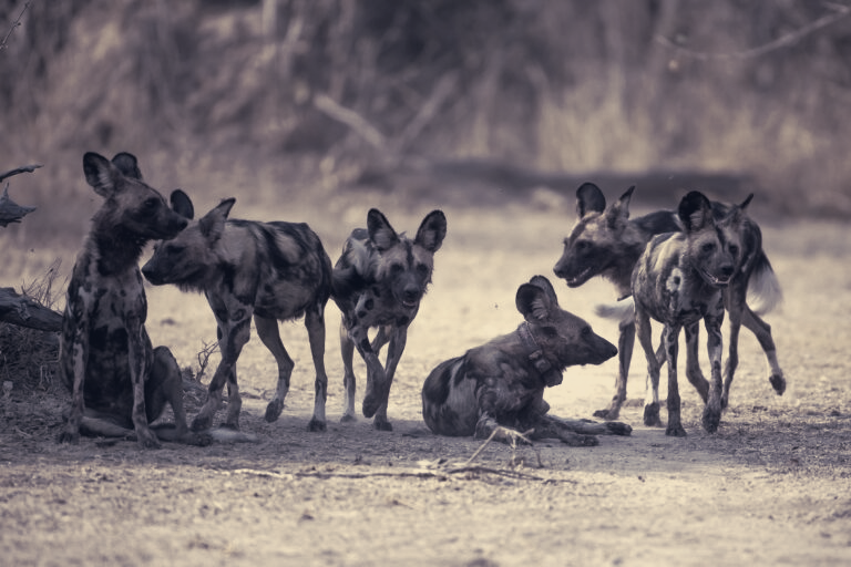 Wild Dog Dispersal Links Distant Zambian Populations After 4,126 km Journey