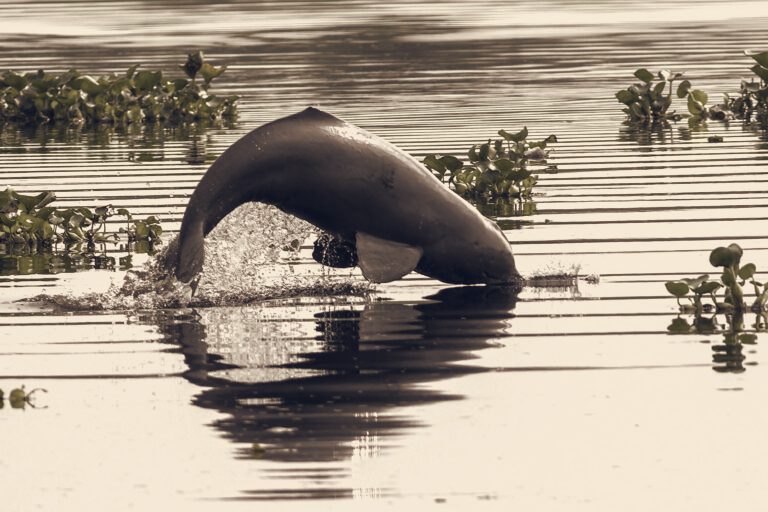 Ganges River Dolphins Persist in Dhaka’s Polluted Buriganga, Raising Conservation Urgency