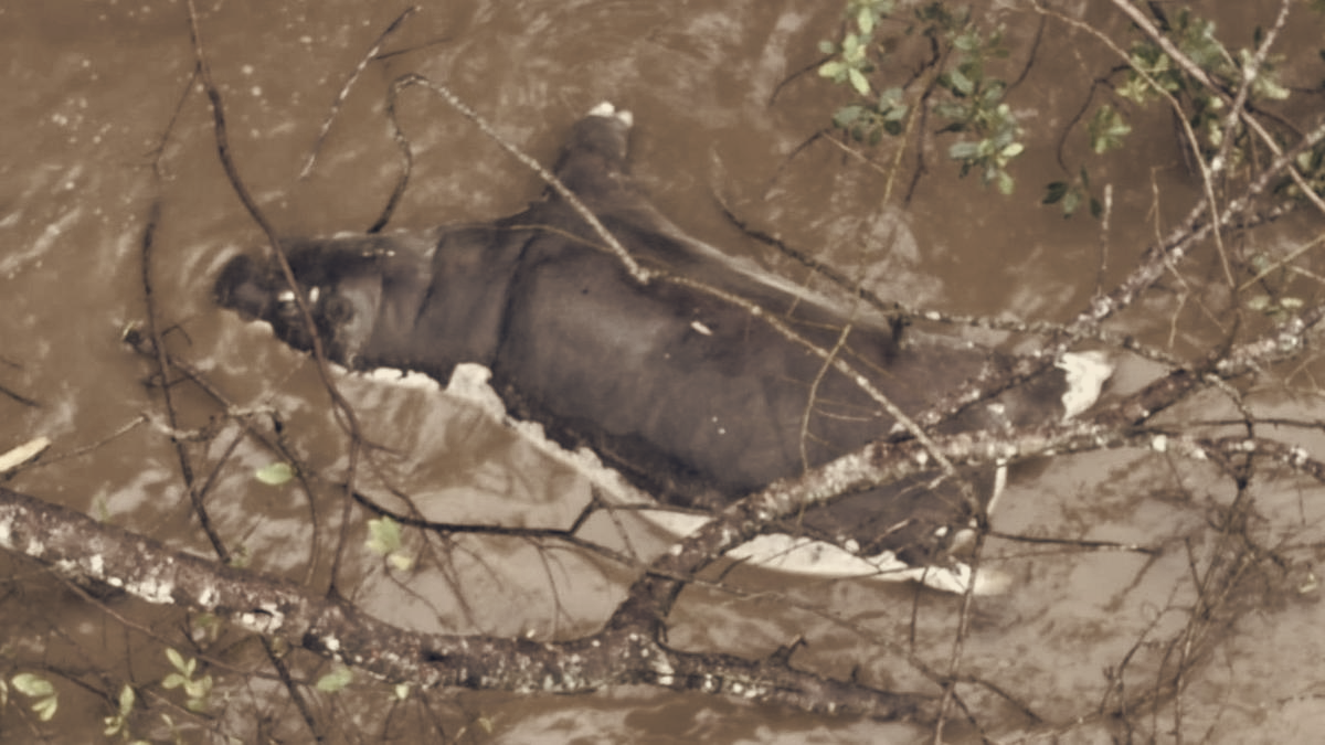 Anthrax Kills Dozens in Muchinga, Threatens Local Food and Health