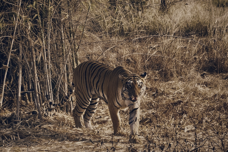 Infrastructure Blocks Female Tigers, Prevents Resident Population in Kawal Reserve