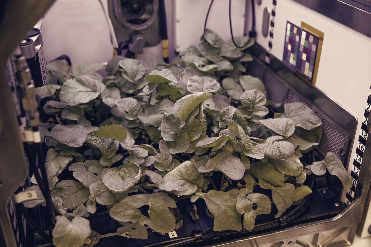 NASA Awards Over $7 Million to 12 Studies on Space Crops and Crew Health