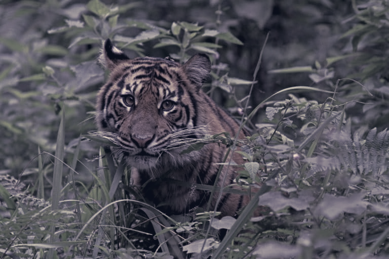 Kathmandu Resolution Calls for Asia to Lead Conservation
