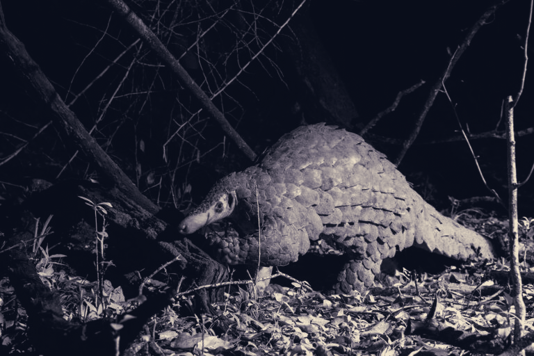 Electric Fences Kill Naserian, Deepening Threat to Kenya’s Last Giant Pangolins