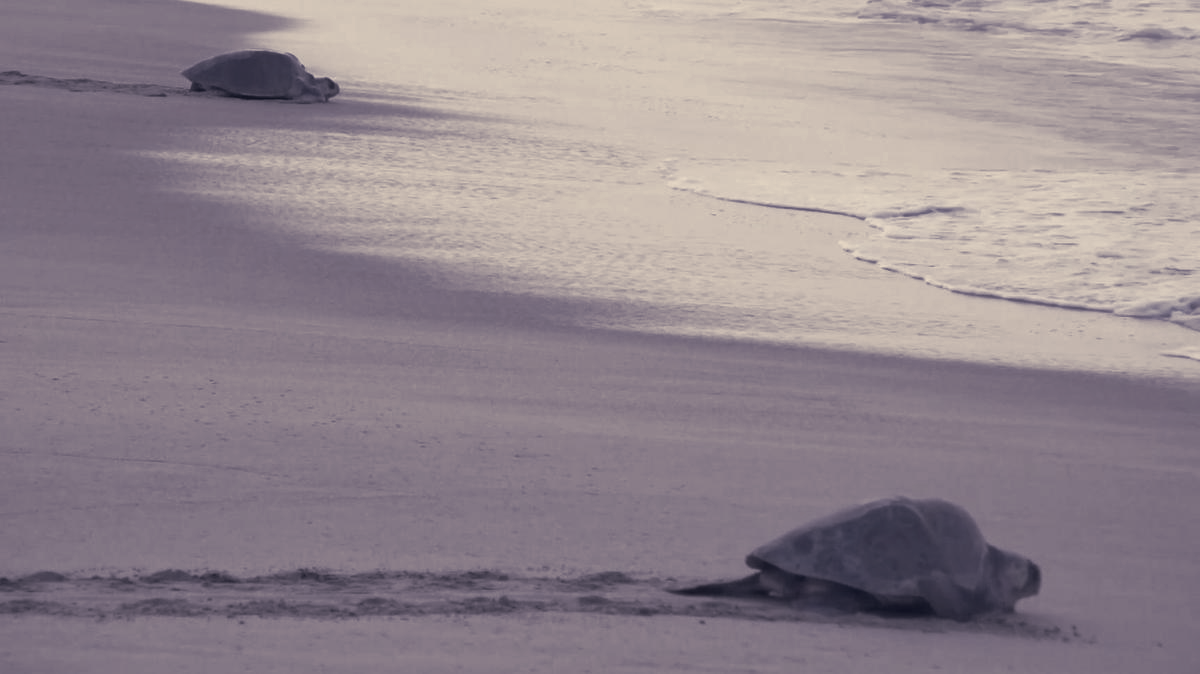 Thousands of Olive Ridley Turtles Flood La Escobilla Beach in Sixth Arribada