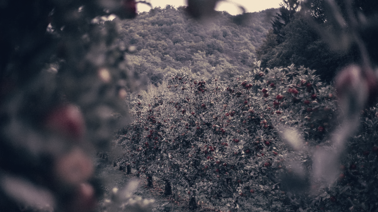 Orchards Near New York City Offer Pick-Your-Own Apples and Family Activities