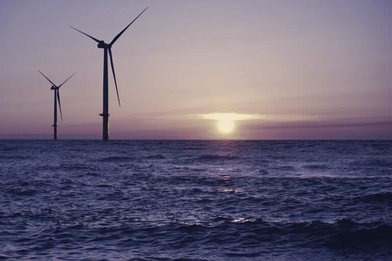 Developers Must Rethink Offshore Wind Planning To Protect Marine Life