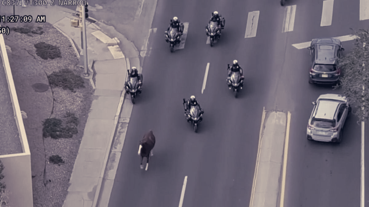 Santa Fe Police Capture Runaway Horse on Motorbikes, Return It to Parade