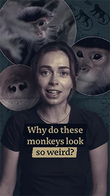 Scientists Link Vietnam Monkeys' Flat Noses to High-Elevation Cold