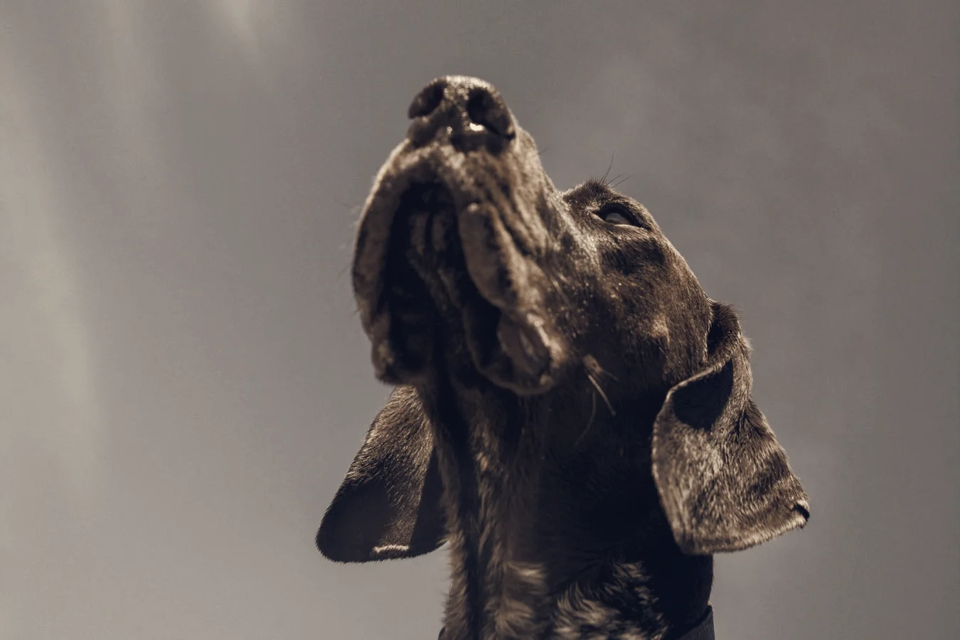 Readers Say Dogs Often Flee or Give Only a Brief Glance When Planes Pass