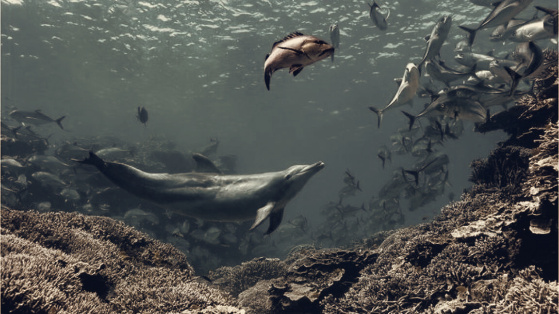 Dolphin Bubbles Secures Easy Meals by Forcing Bigeye Trevally To Regurgitate