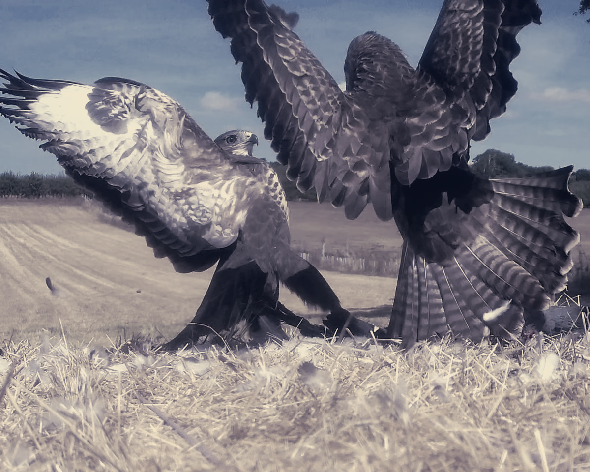 Juvenile Buzzards Fight Over Pigeon as Bales Clear, Face Independence