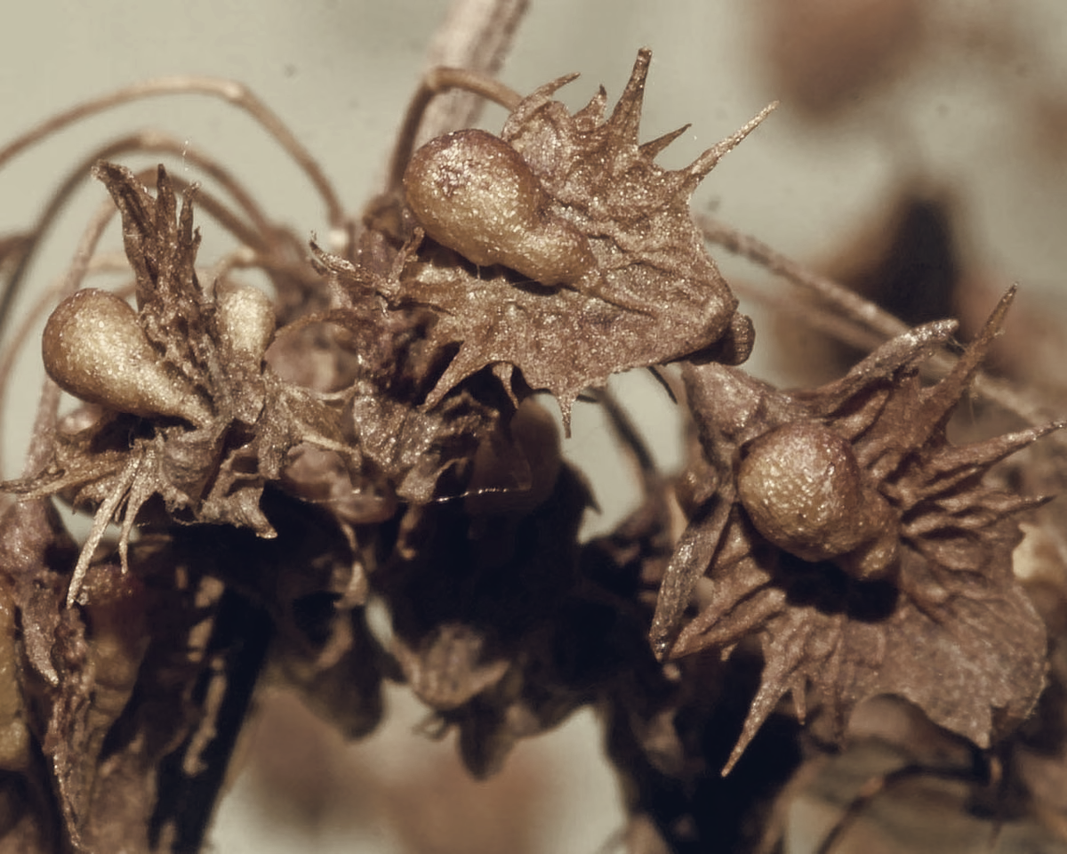 Phil Gates Says Broad-Leaved Dock Thrived in Drought, Its Seeds Remain Viable for 80 Years