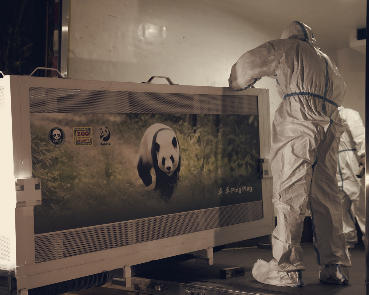 China Sends Two Giant Pandas To Zoo Atlanta On 10-Year Loan