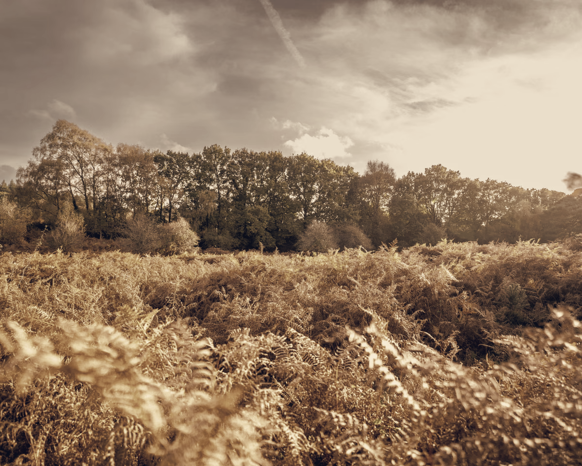 Forestry England Asks Public to Build National Record of Autumn Colours