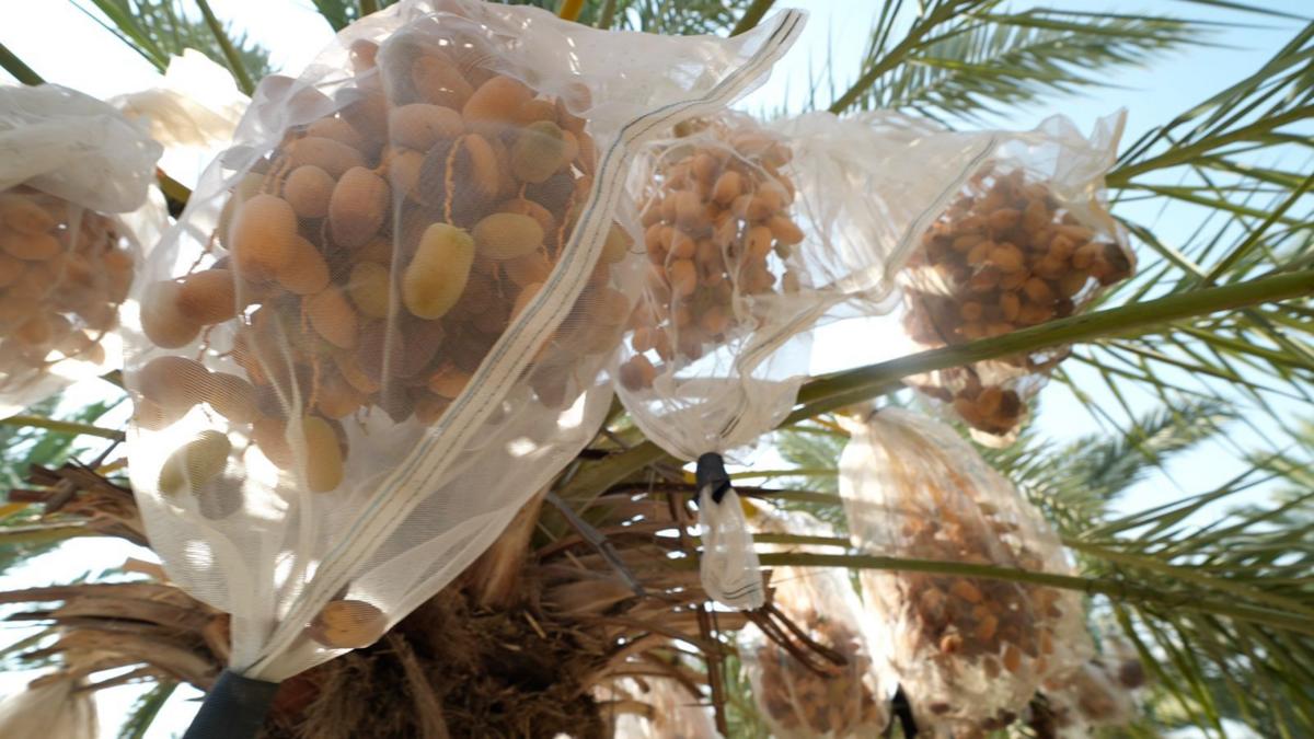 UK Import Ban Cuts Market Access For Israeli Settler Dates, Prompts Israeli Countermeasures