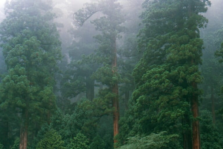 Japan Plans to Remove 20% of Sugi Trees to Reduce Hay Fever